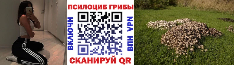сколько стоит Новый Оскол блэк спрут как войти Галлюциногенные грибы мухоморы